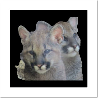 Mountain Lion cubs Posters and Art